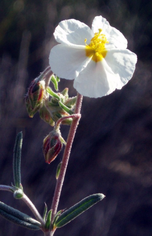 Helianthemum sp.